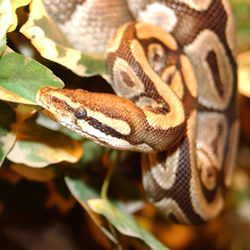 Ball python, Python regius